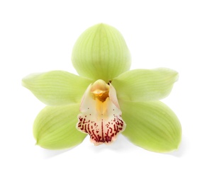 Photo of Beautiful tropical orchid flower on white background