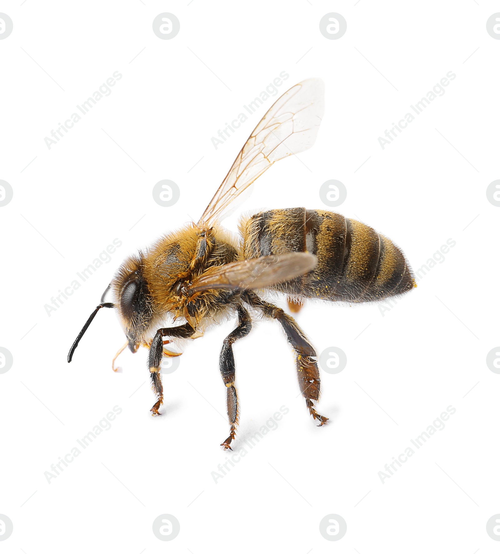 Photo of Beautiful honeybee on white background. Domesticated insect