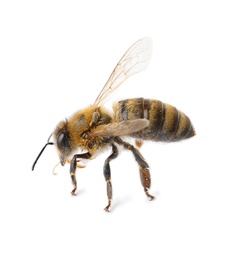 Photo of Beautiful honeybee on white background. Domesticated insect