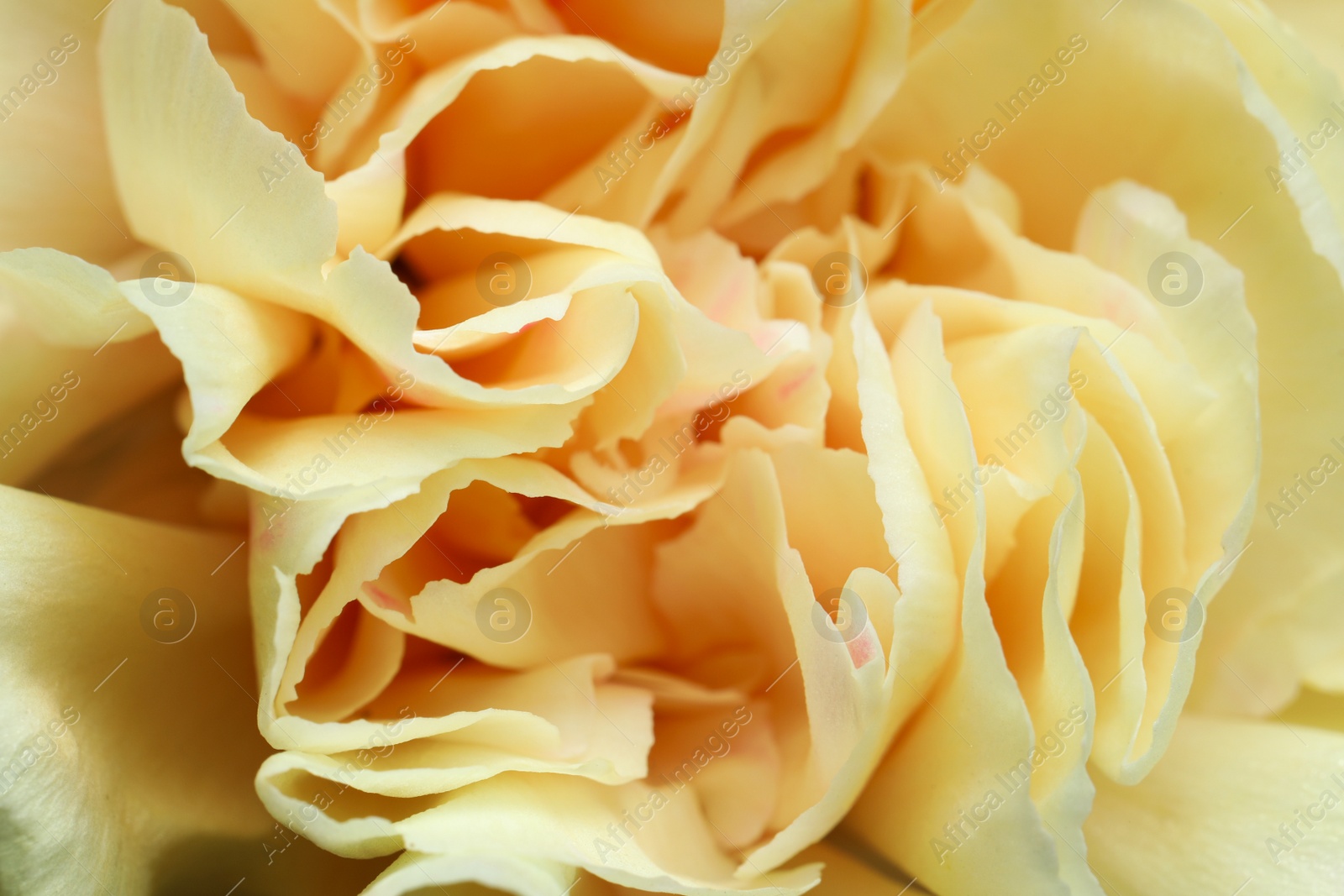 Photo of Closeup view of beautiful blooming carnation as background. Floral decor