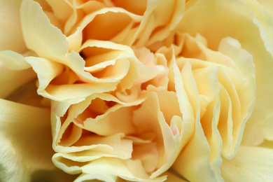 Photo of Closeup view of beautiful blooming carnation as background. Floral decor