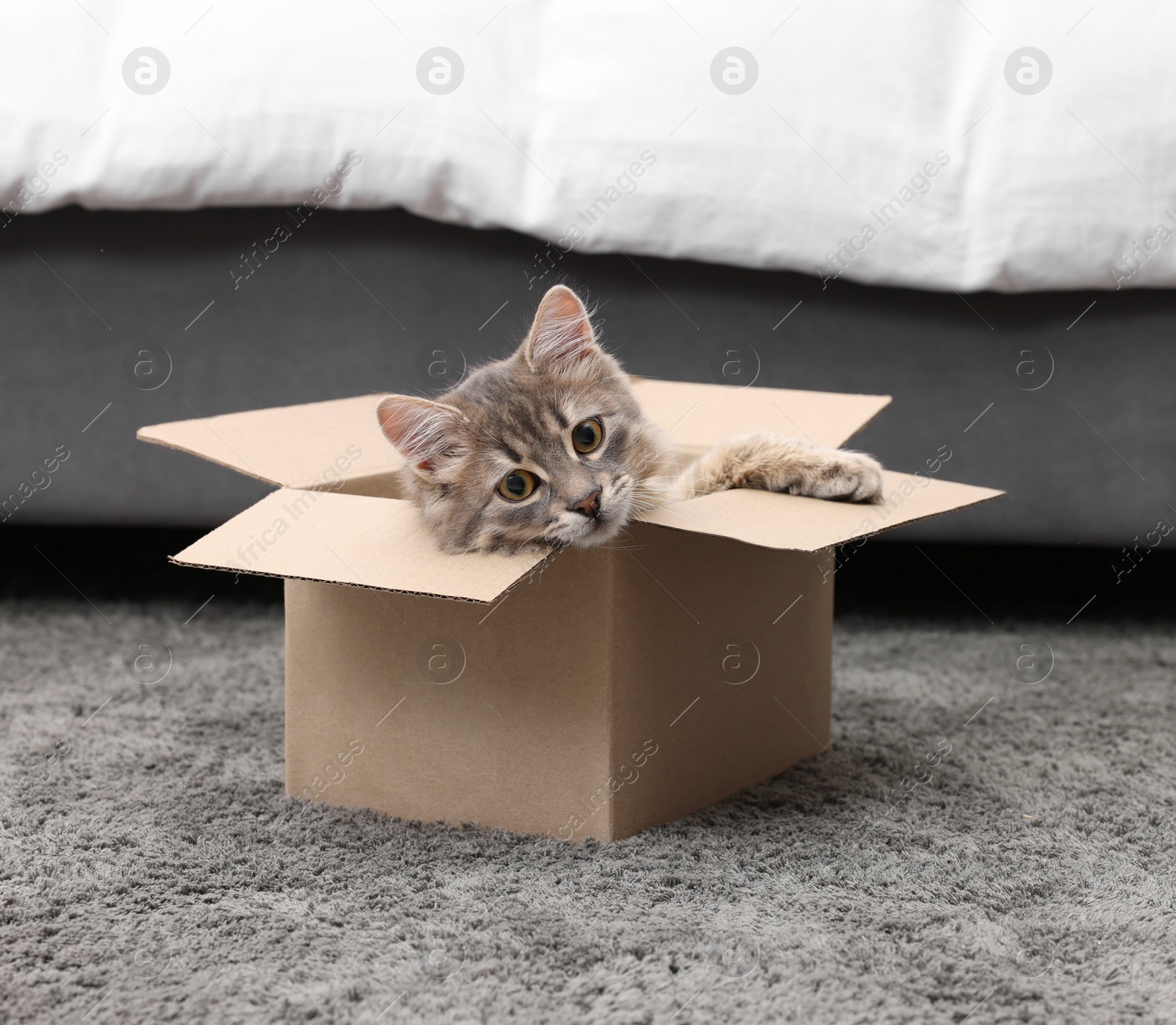 Photo of Cute fluffy cat in cardboard box on carpet at home