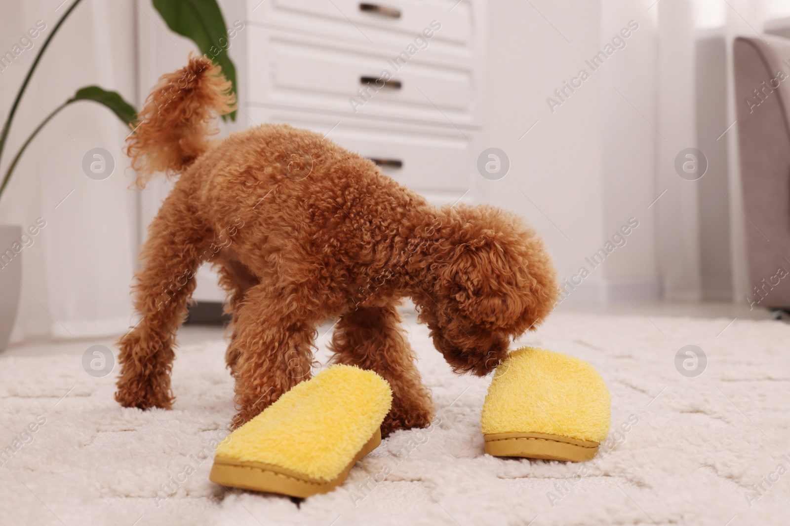 Photo of Cute Maltipoo dog near yellow slippers at home. Lovely pet