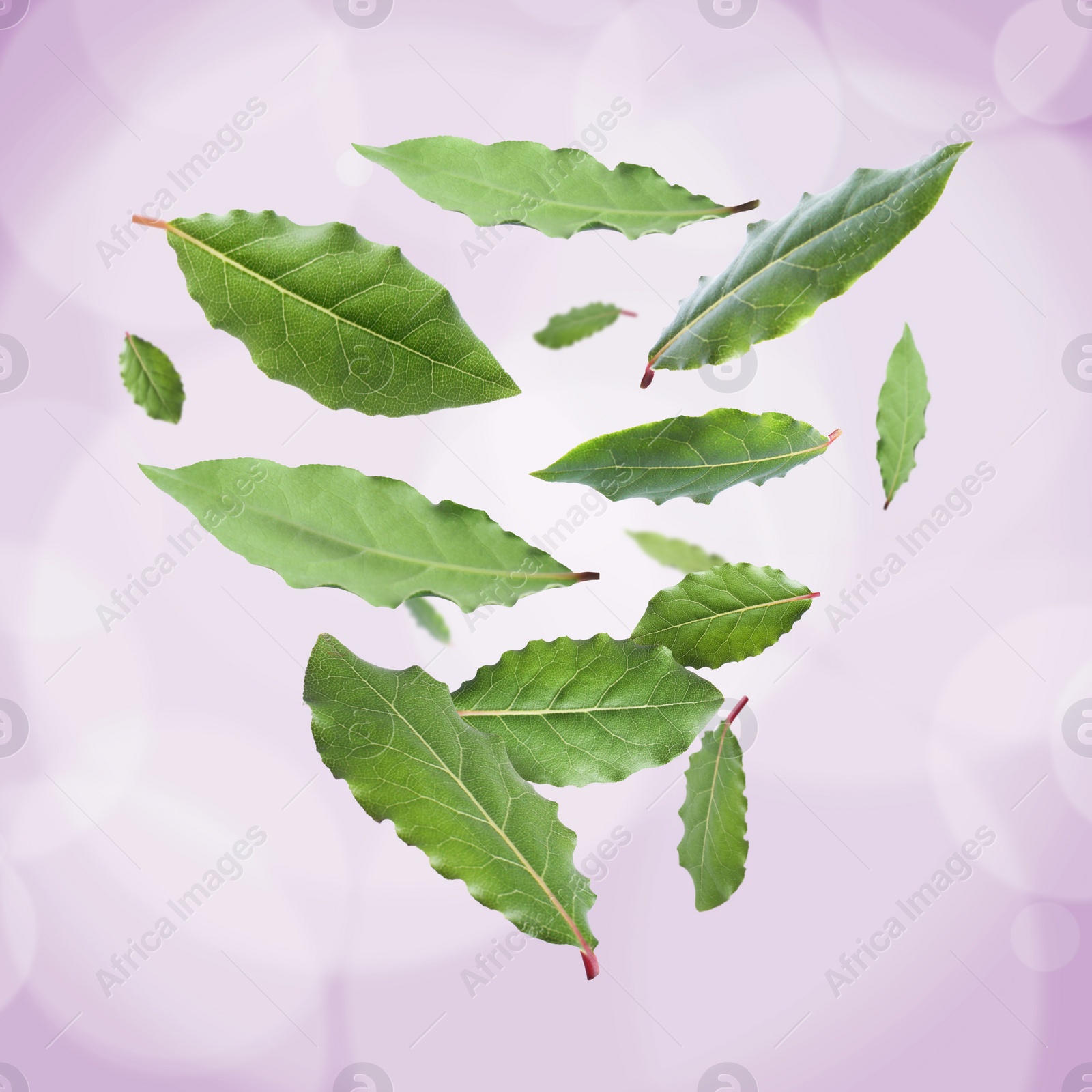 Image of Fresh bay leaves falling on light violet background