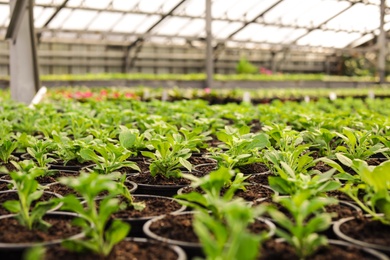 Photo of Many pots with fresh seedlings in greenhouse. Home gardening