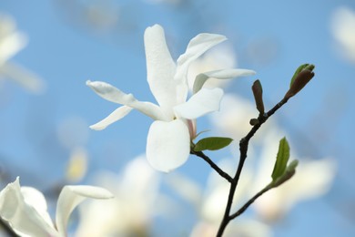 Beautiful blooming Magnolia tree branch on sunny day outdoors, closeup