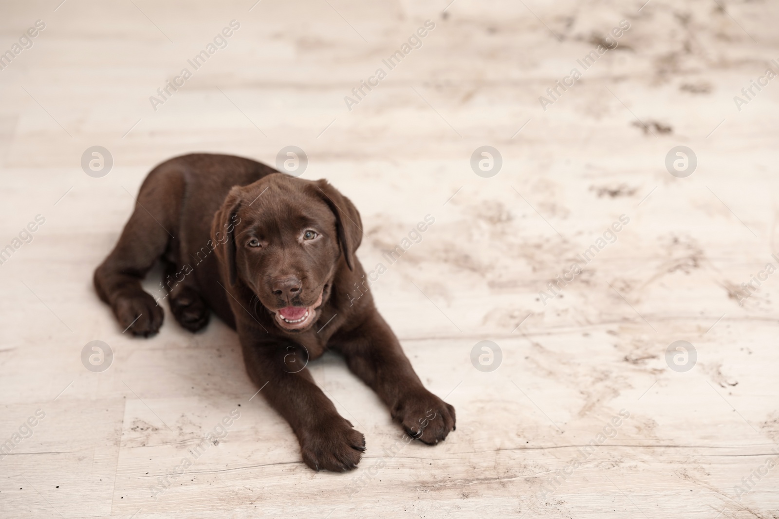 Photo of Chocolate Labrador Retriever puppy and dirty paw prints on floor indoors