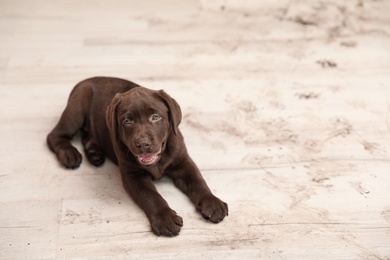 Photo of Chocolate Labrador Retriever puppy and dirty paw prints on floor indoors