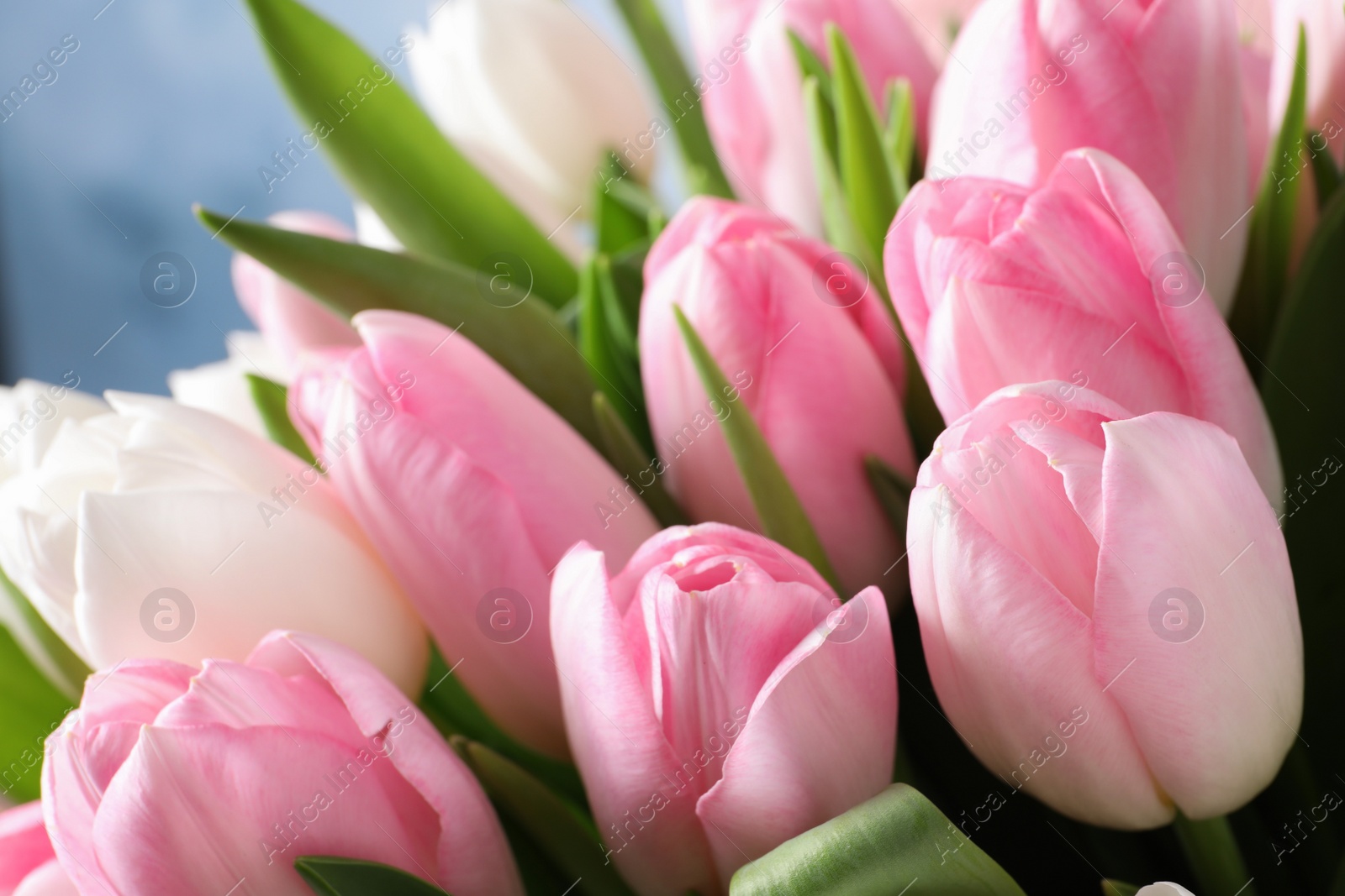 Photo of Big bouquet of beautiful tulips, closeup view