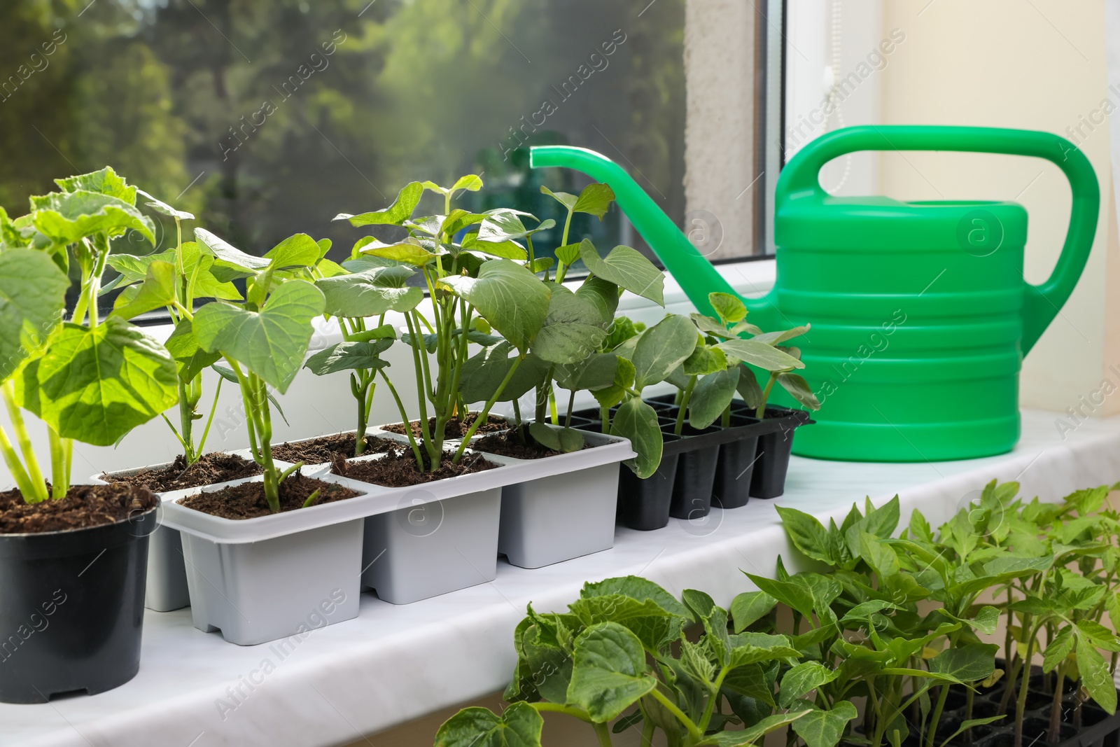 Photo of Seedlings growing in plastic containers with soil and watering can on windowsill indoors