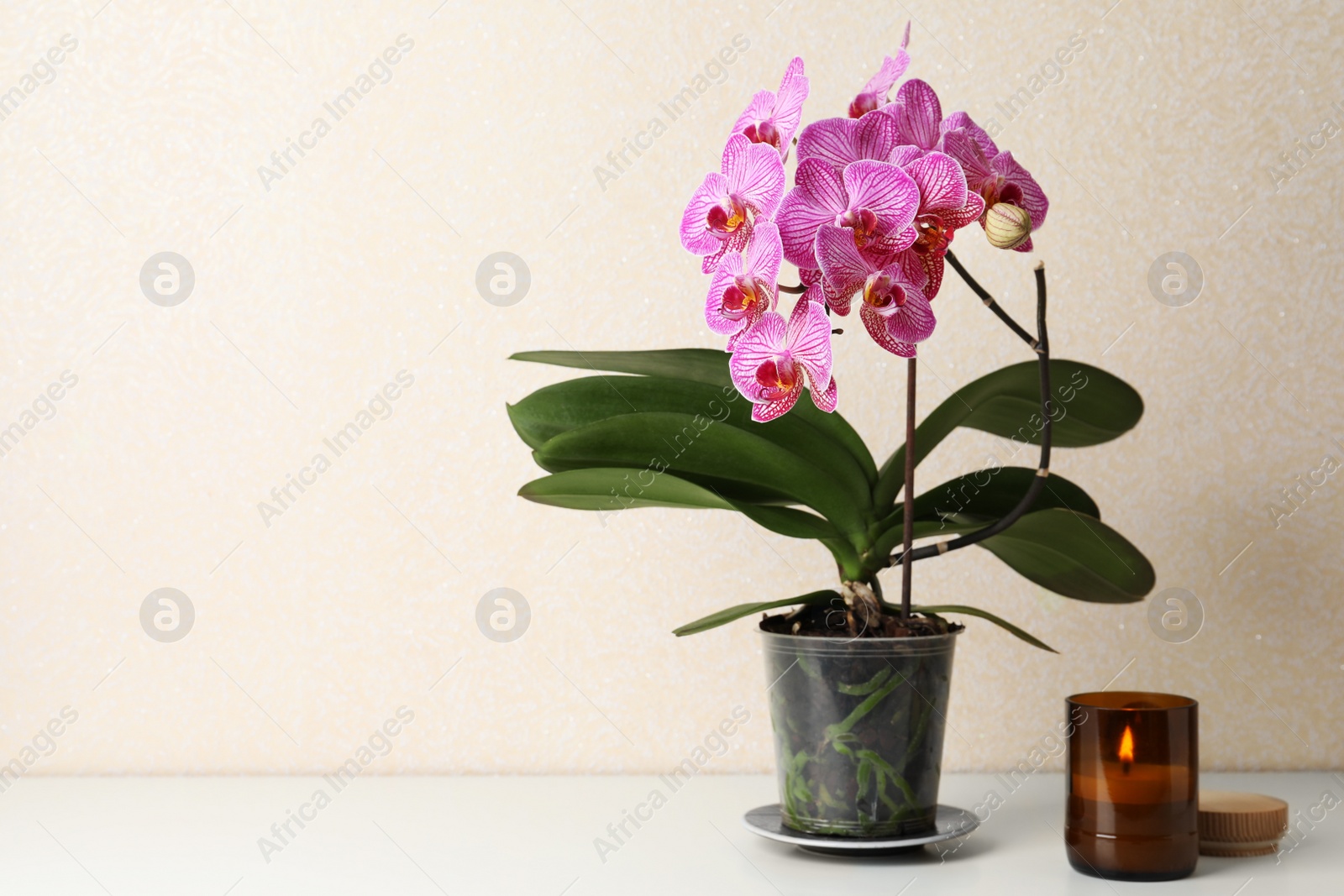 Photo of Beautiful blooming orchid and burning candle on white table near beige wall. Space for text