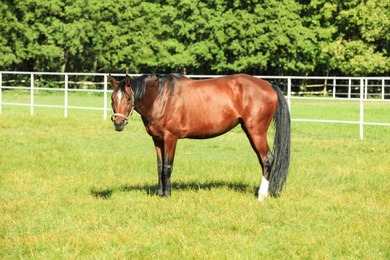 Photo of Chestnut horse in bridle on green pasture