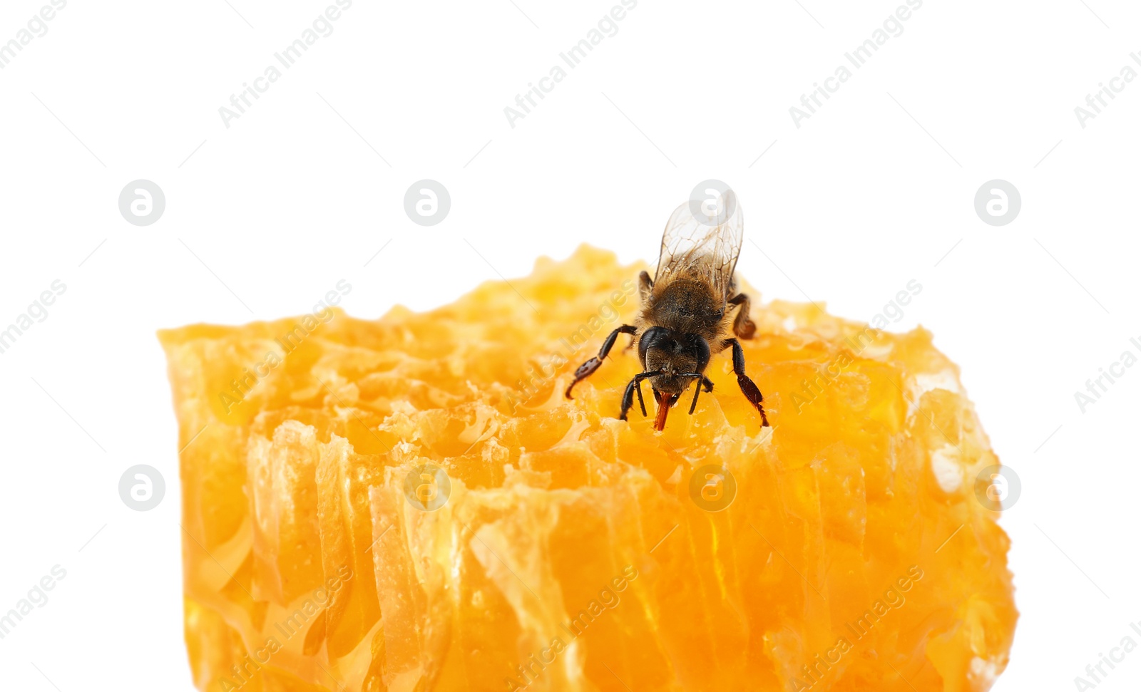 Photo of Honeycomb and bee on white background. Domesticated insect