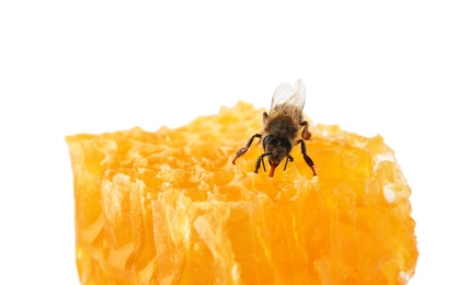 Photo of Honeycomb and bee on white background. Domesticated insect