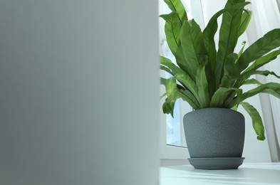 Photo of Beautiful asplenium plant in pot on windowsill indoors, low angle view. Space for text