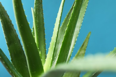 Photo of Green aloe vera plant on light blue background, closeup
