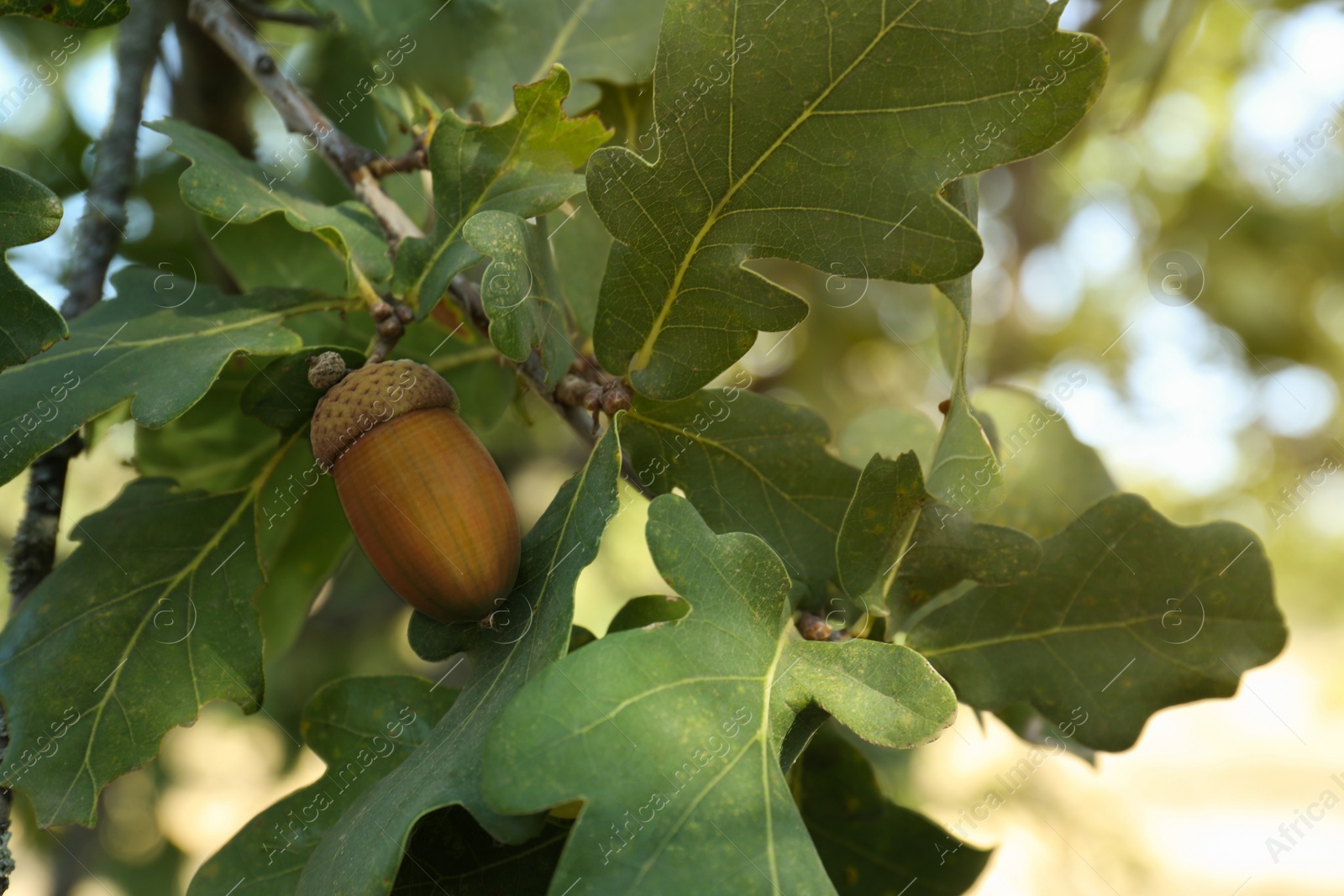 Photo of Closeup view of oak with green leaves and acorn outdoors