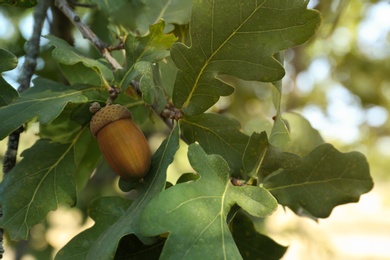 Closeup view of oak with green leaves and acorn outdoors