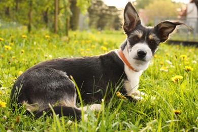 Cute dog with leash lying on green grass in park