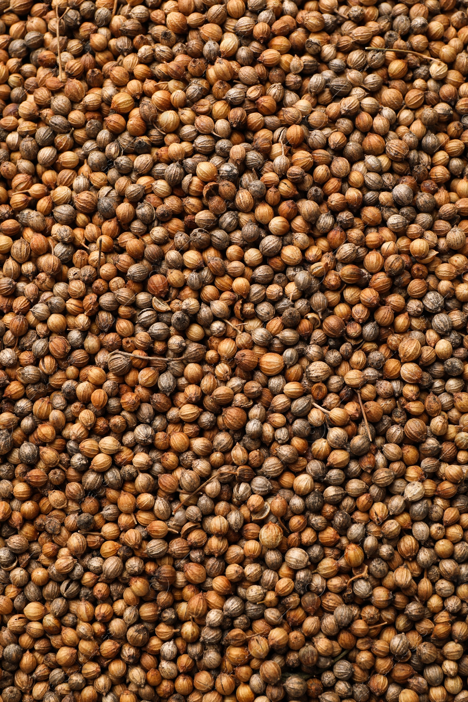 Photo of Aromatic coriander grains as background, top view