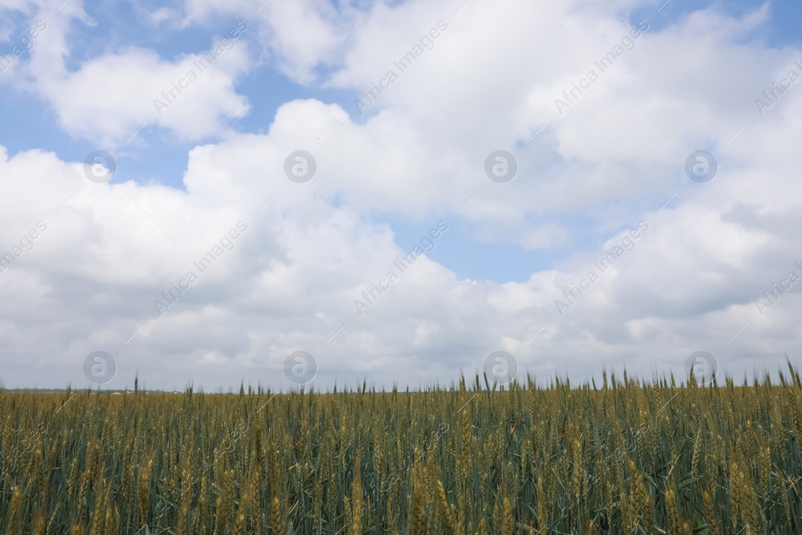 Photo of Agricultural field with ripening cereal crop under cloudy sky