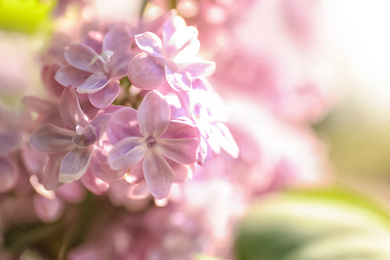 Closeup view of beautiful blooming lilac shrub outdoors on sunny day