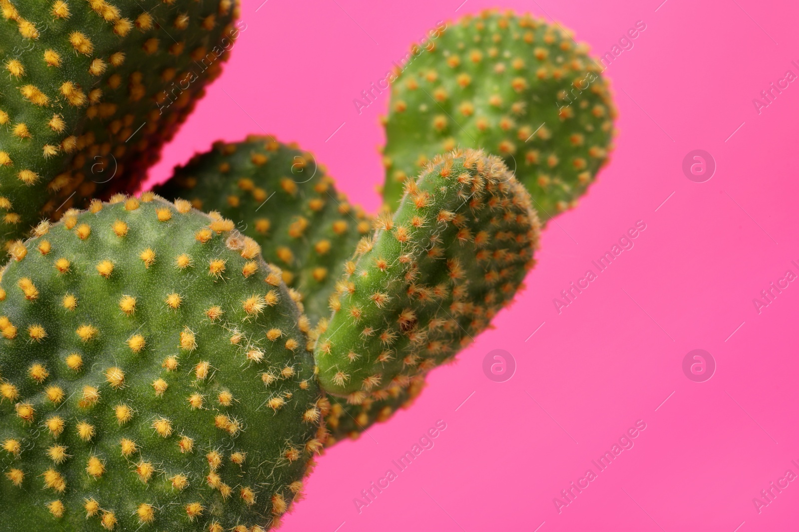 Photo of Beautiful green Opuntia cactus on pink background, closeup. Space for text