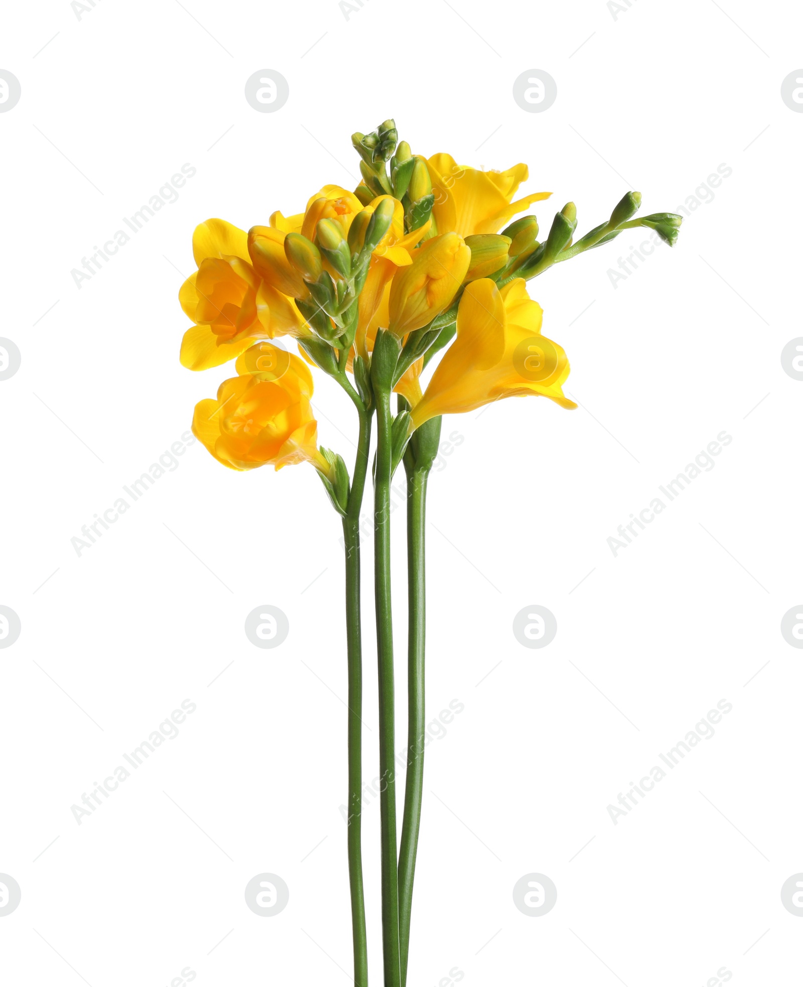 Photo of Beautiful yellow freesia flowers on white background