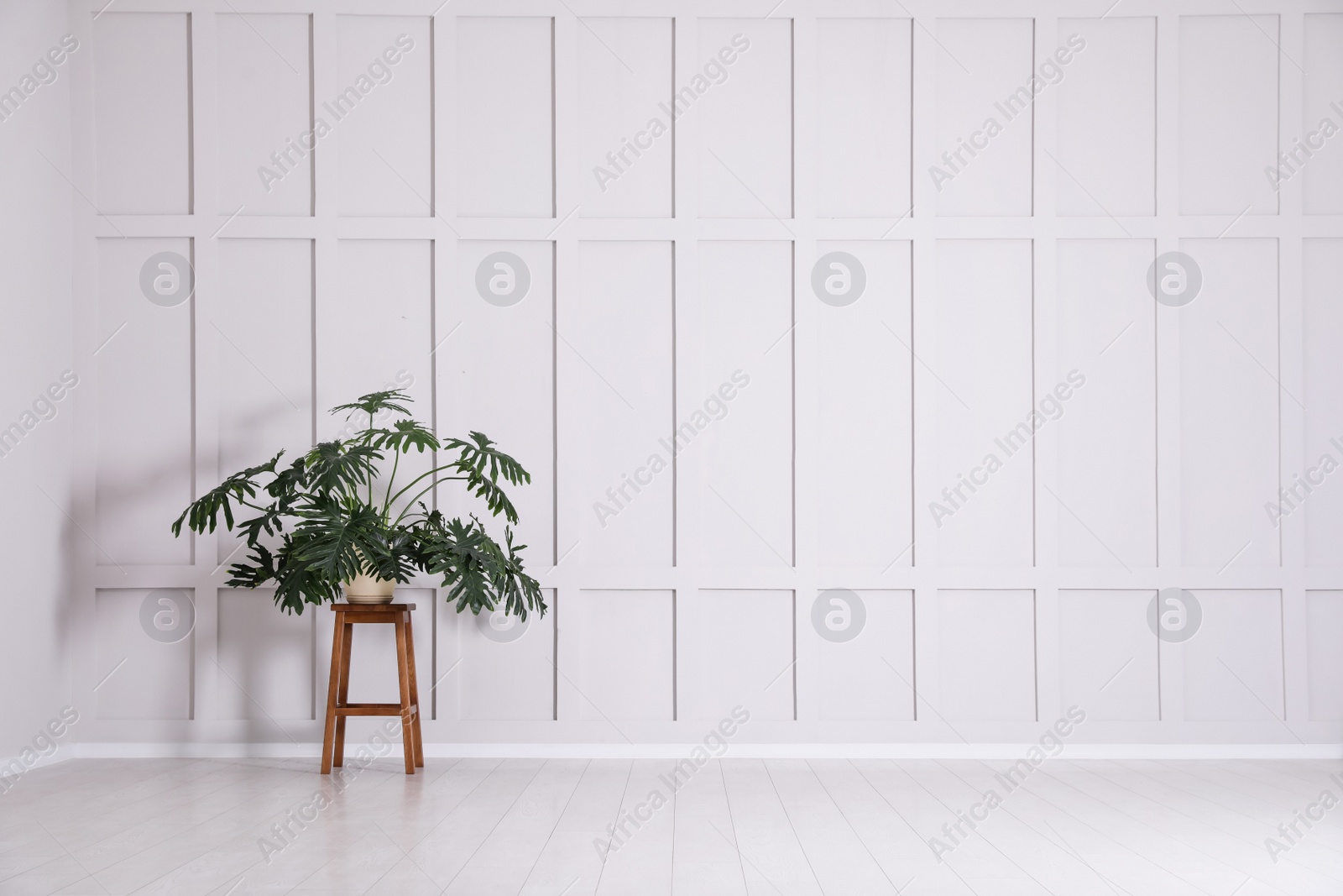 Photo of Green plant on wooden stool near empty molding wall indoors, space for text