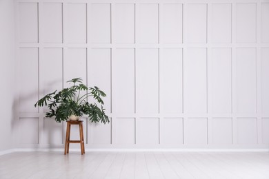 Photo of Green plant on wooden stool near empty molding wall indoors, space for text