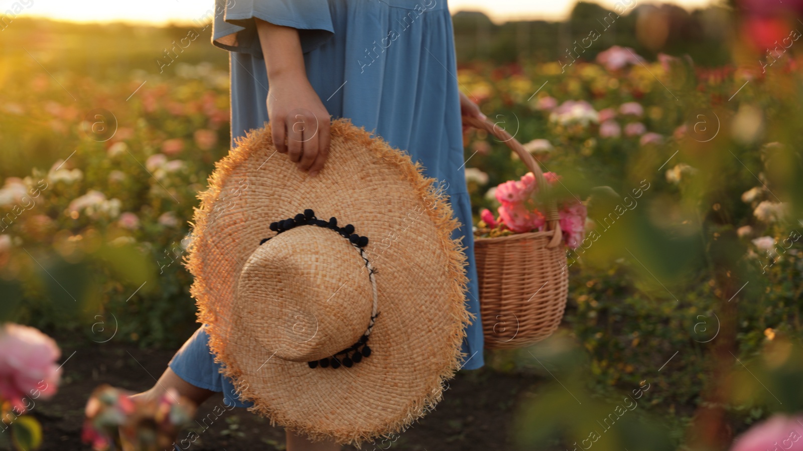 Photo of Woman with basket of roses in beautiful blooming field, closeup