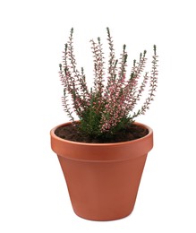 Photo of Beautiful heather in flowerpot isolated on white