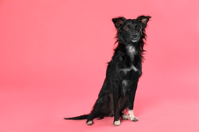 Cute long haired dog on pink background. Space for text