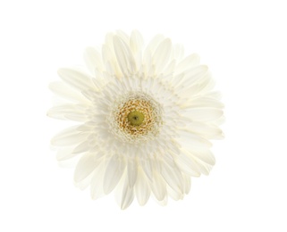 Photo of Beautiful bright gerbera flower on white background, top view