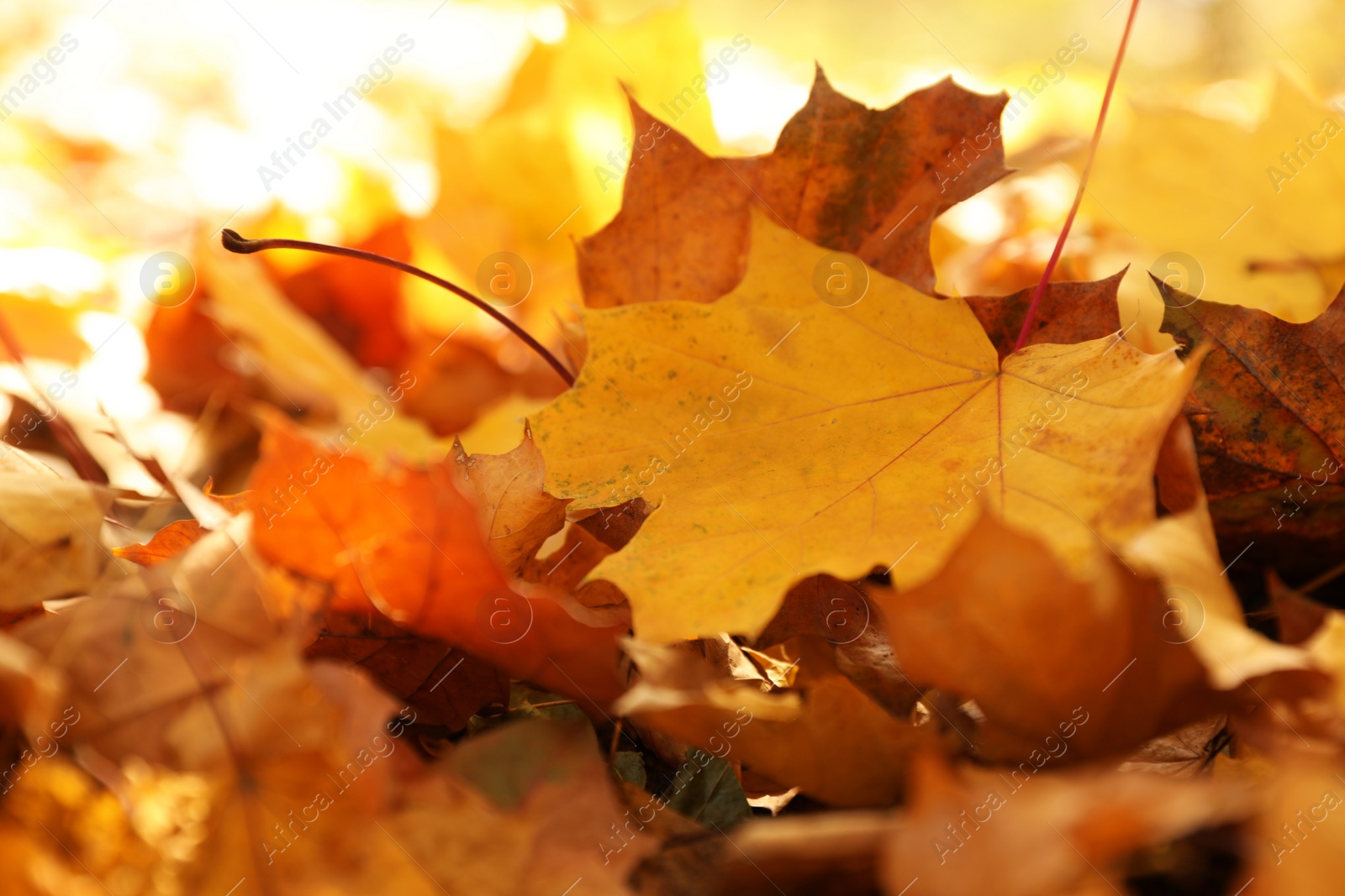 Photo of Golden leaves on ground in park, closeup. Autumn season