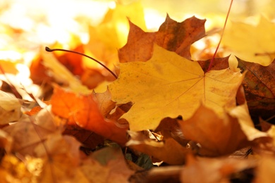 Golden leaves on ground in park, closeup. Autumn season