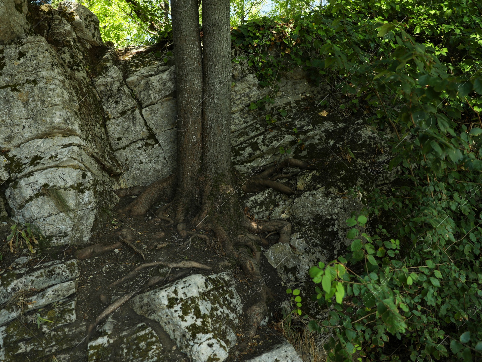 Photo of Beautiful tree and different plants growing among stones outdoors