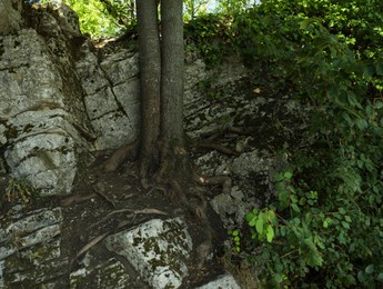 Beautiful tree and different plants growing among stones outdoors