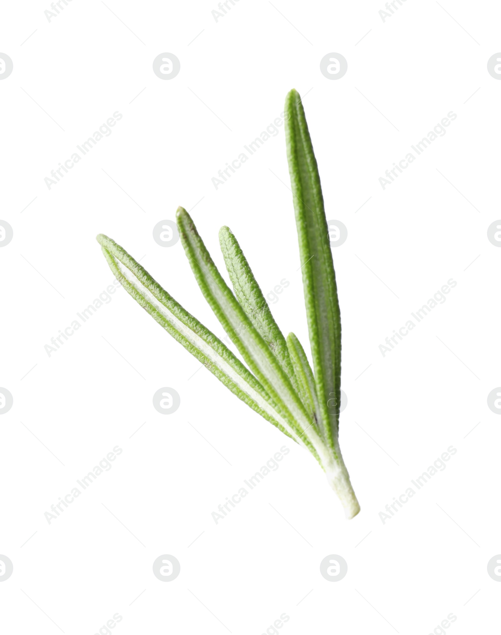 Photo of Aromatic fresh green rosemary isolated on white