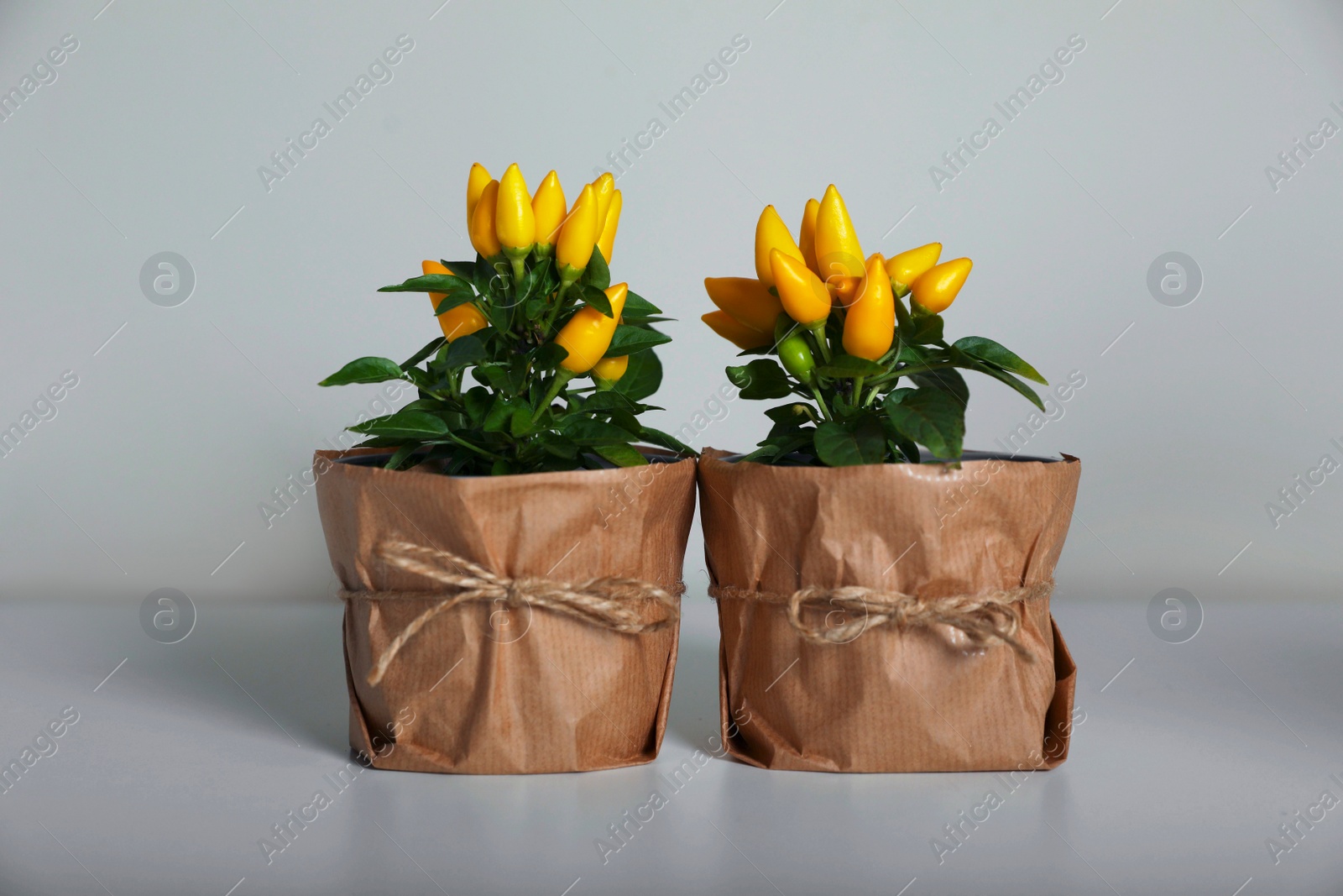 Photo of Capsicum Annuum plants. Potted yellow Chili Peppers on light grey background