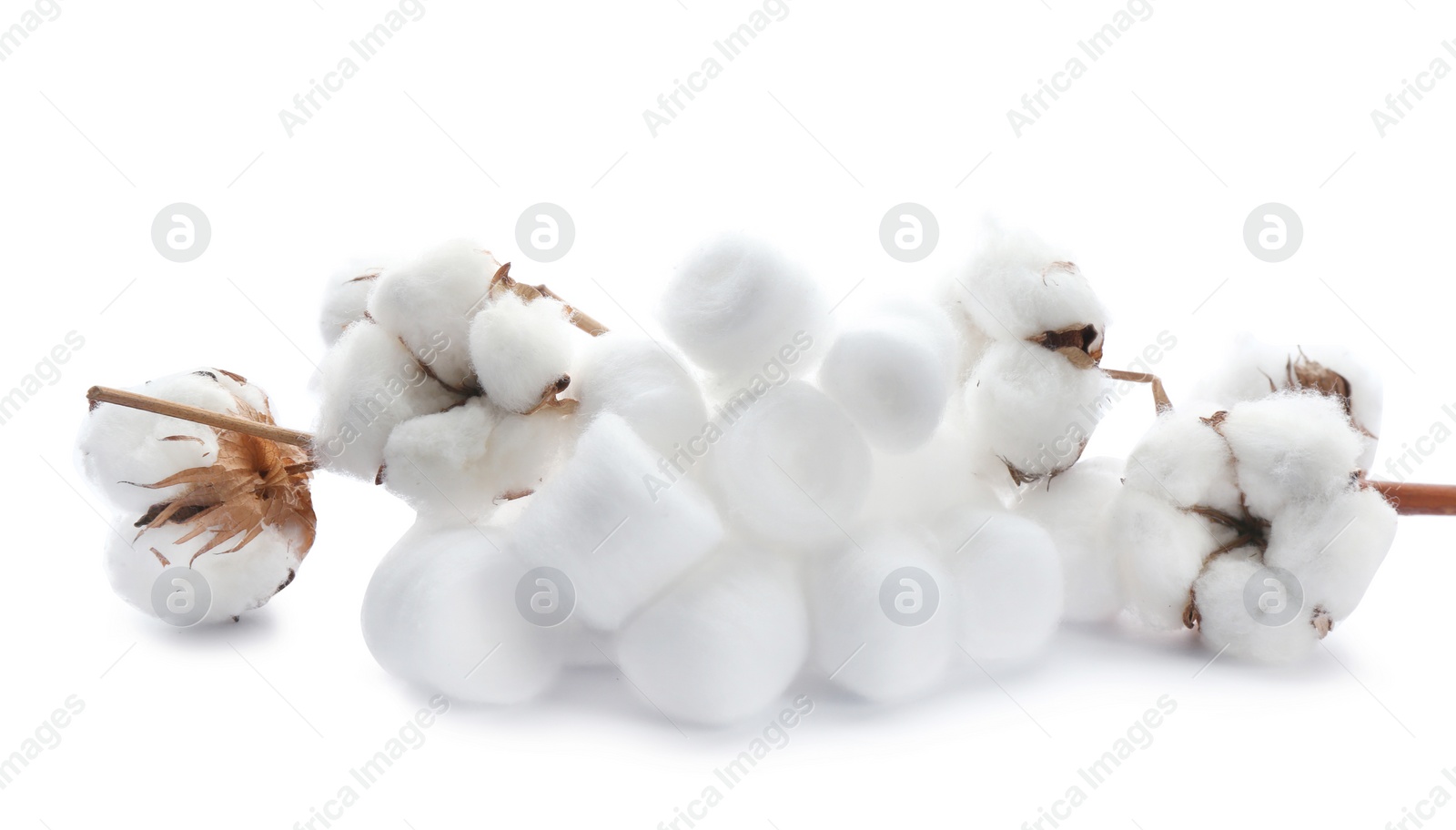 Photo of Branch with flowers and cotton balls on white background