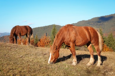 Brown horses grazing in mountains on sunny day. Beautiful pets