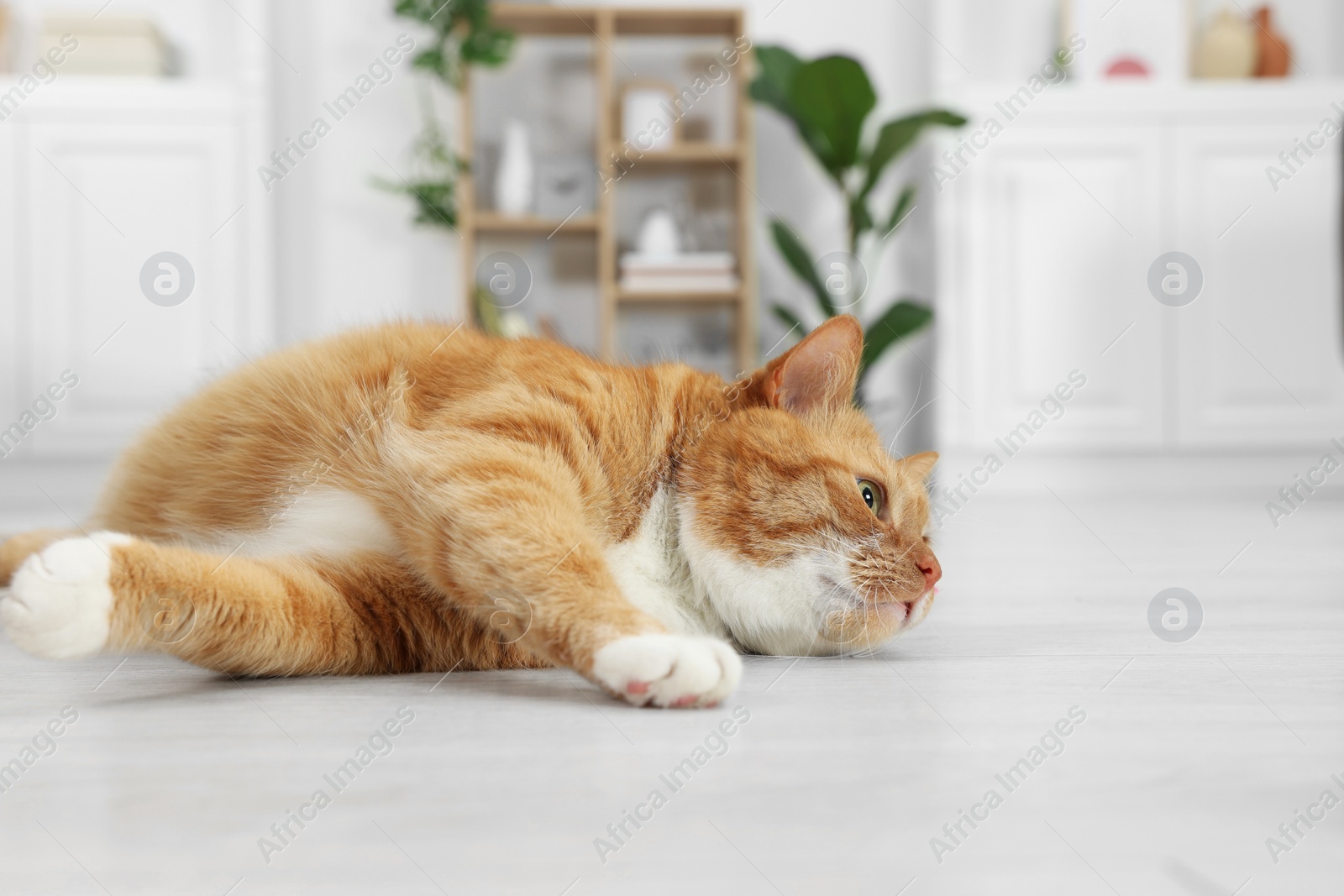 Photo of Cute ginger cat lying on floor at home