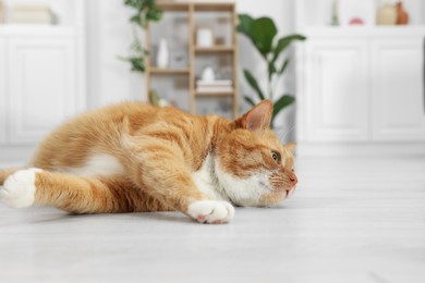 Photo of Cute ginger cat lying on floor at home