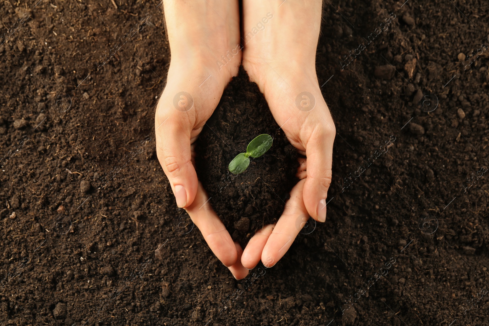 Photo of Woman holding young green seedling in soil, top view