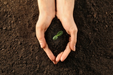 Woman holding young green seedling in soil, top view