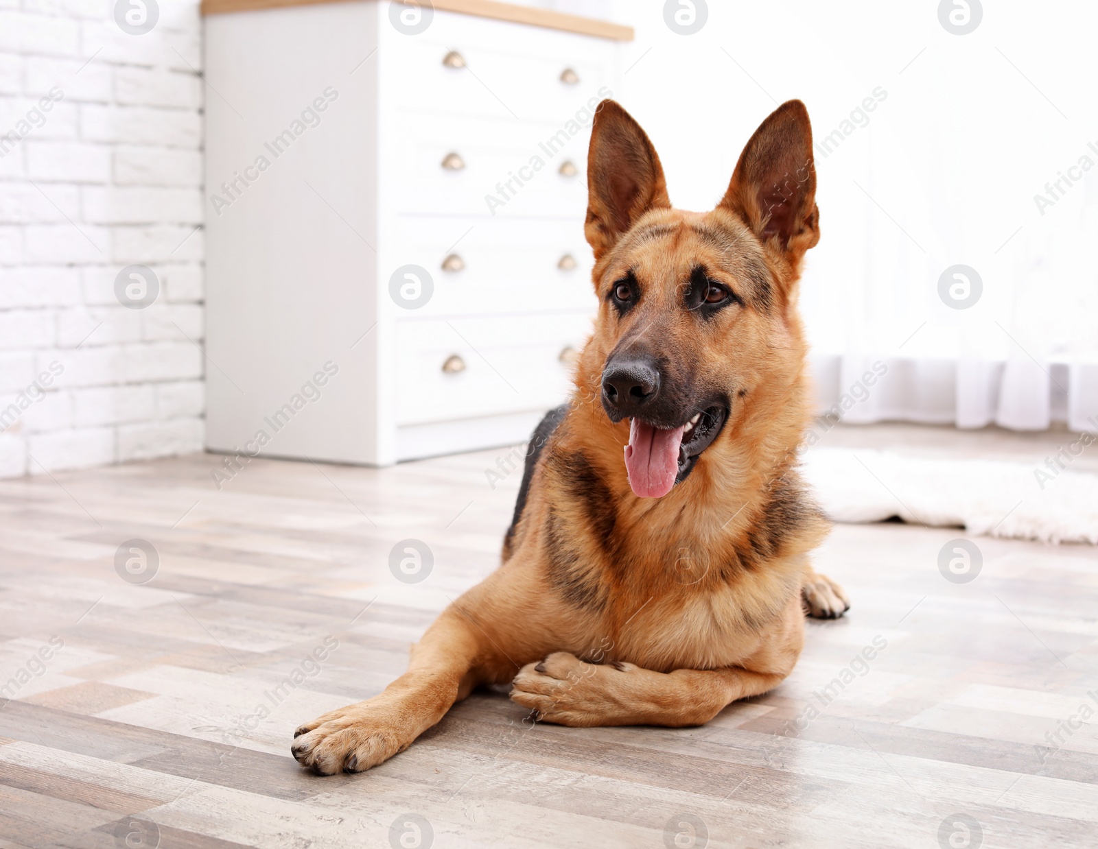 Photo of Adorable German shepherd dog lying on floor indoors
