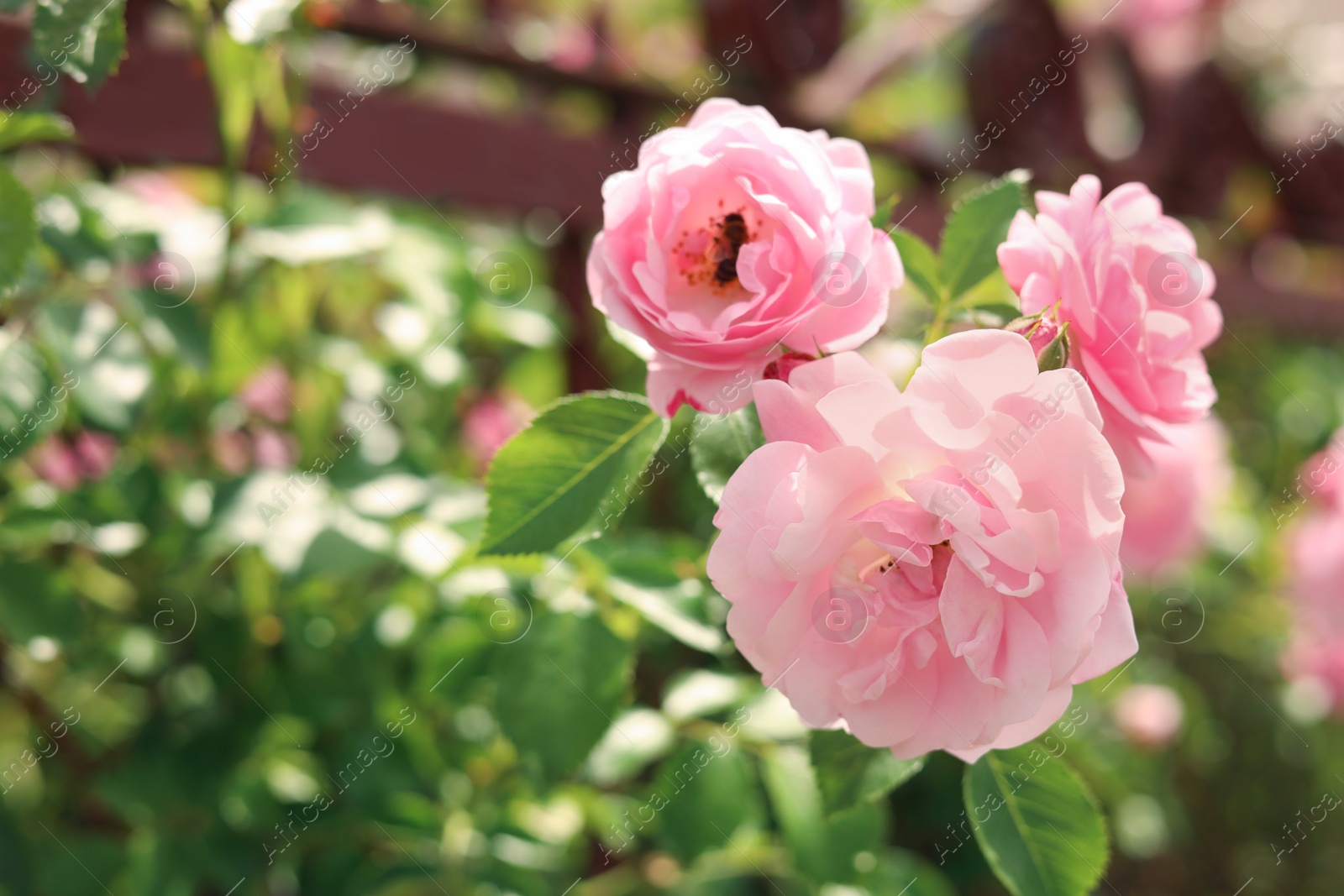 Photo of Bush with beautiful pink tea roses outdoors, closeup. Space for text