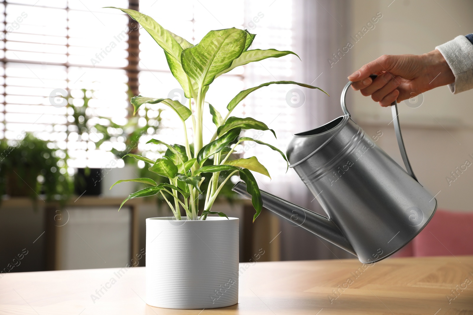 Photo of Woman watering Dieffenbachia plant at home, closeup