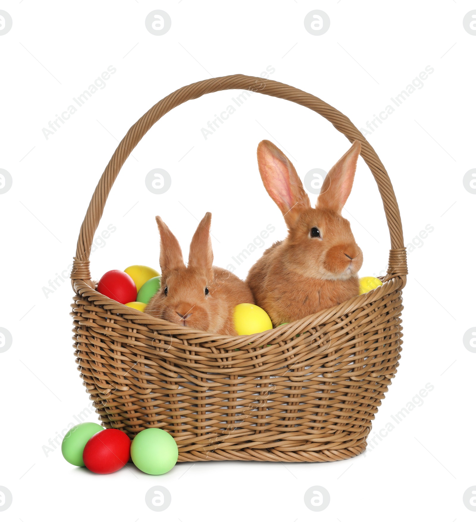 Photo of Adorable furry Easter bunnies in wicker basket with dyed eggs on white background